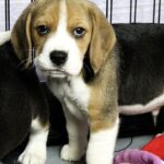 Paluk-male-Beagle-puppy-for-sale-1