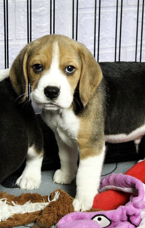 Paluk Beagle Paluk Beagle