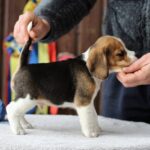 Paluk-male-Beagle-puppy-for-sale-2