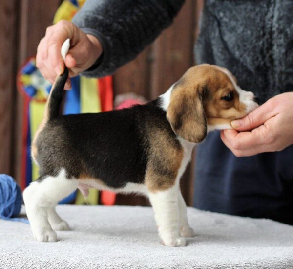 Paluk Beagle Paluk Beagle