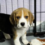 Paluk-male-Beagle-puppy-for-sale-3