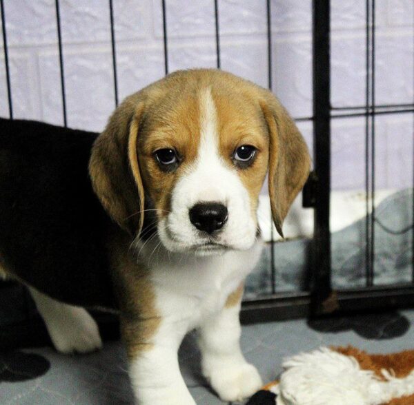 Paluk Beagle Paluk Beagle