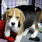 Paluk-male-Beagle-puppy-for-sale-4