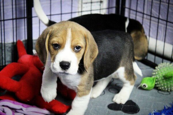 Paluk Beagle Paluk Beagle