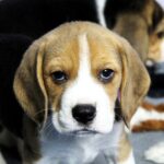 Paluk-male-Beagle-puppy-for-sale-5