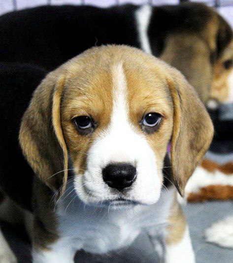 Paluk Beagle Paluk Beagle