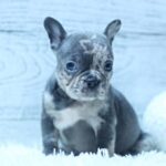 Paris-female-French-Bulldog-puppy-for-sale-1