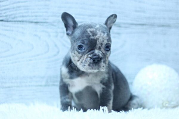 Paris French Bulldog Paris French Bulldog