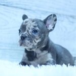 Paris-female-French-Bulldog-puppy-for-sale-2
