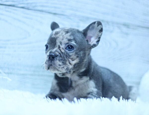 Paris French Bulldog Paris French Bulldog