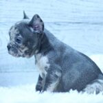 Paris-female-French-Bulldog-puppy-for-sale-3