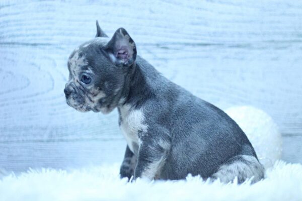 Paris French Bulldog Paris French Bulldog