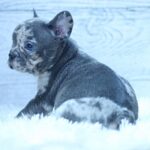Paris-female-French-Bulldog-puppy-for-sale-4
