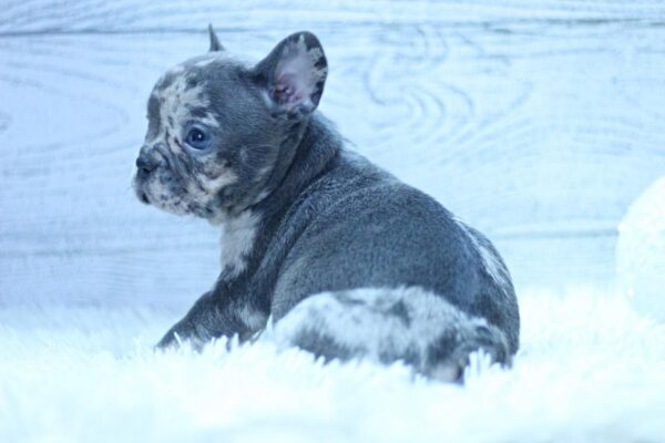 Paris French Bulldog Paris French Bulldog