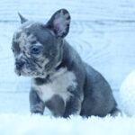 Paris-female-French-Bulldog-puppy-for-sale-5
