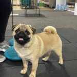 Paris-male-Pug-puppy-for-sale-1