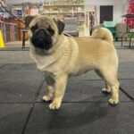 Paris-male-Pug-puppy-for-sale-2