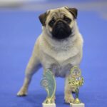 Paris-male-Pug-puppy-for-sale-3