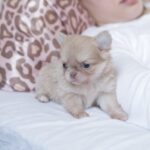 Patricia-female-chihuahua-puppy-for-sale-1 (1)