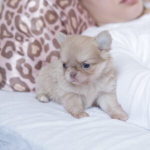 Patricia Chihuahua Patricia Chihuahua