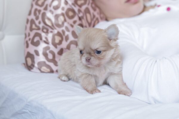 Patricia Chihuahua Patricia Chihuahua