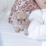 Patricia-female-chihuahua-puppy-for-sale-1 (2)