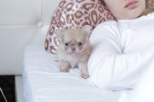 Patricia Chihuahua Patricia Chihuahua