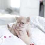 Patricia-female-chihuahua-puppy-for-sale-1 (3)