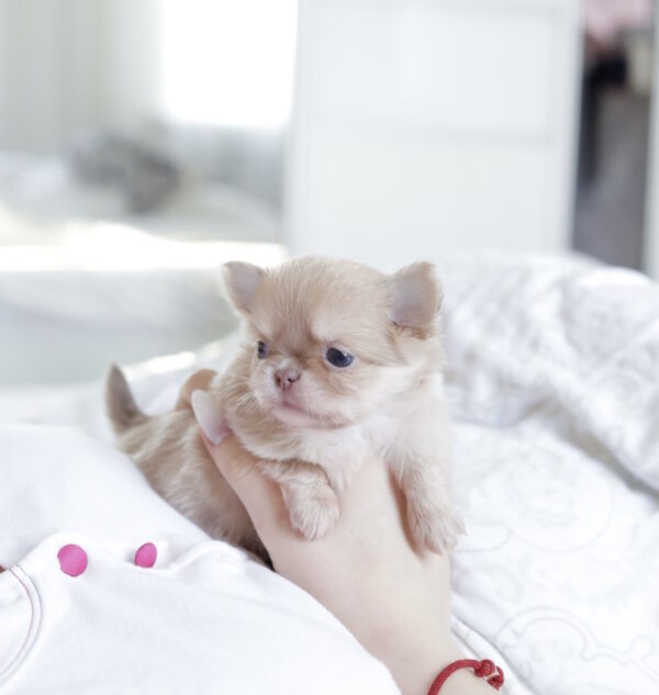 Patricia Chihuahua Patricia Chihuahua