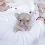 Patricia-female-chihuahua-puppy-for-sale-1 (4)