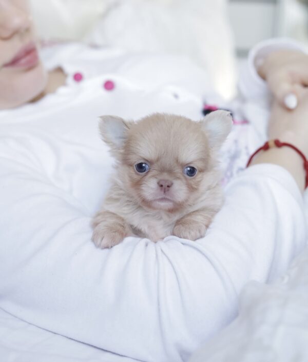 Patricia Chihuahua Patricia Chihuahua