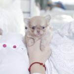 Patricia-female-chihuahua-puppy-for-sale-1 (5)