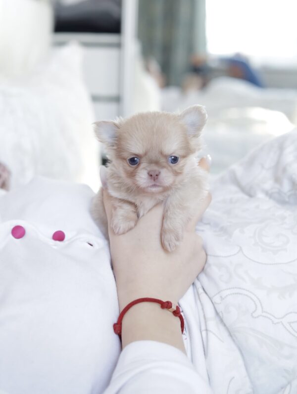 Patricia Chihuahua Patricia Chihuahua