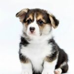 Paul-male-Corgi-puppy-for-sale-1
