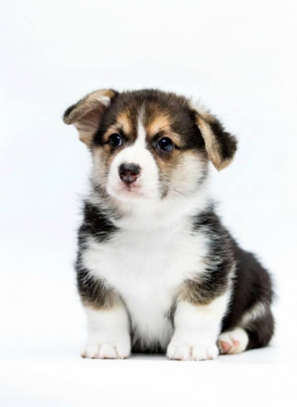 Paul Welsh Corgi Paul Welsh Corgi
