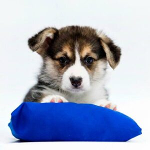 Paul Welsh Corgi Paul Welsh Corgi