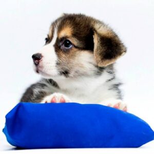 Paul Welsh Corgi Paul Welsh Corgi