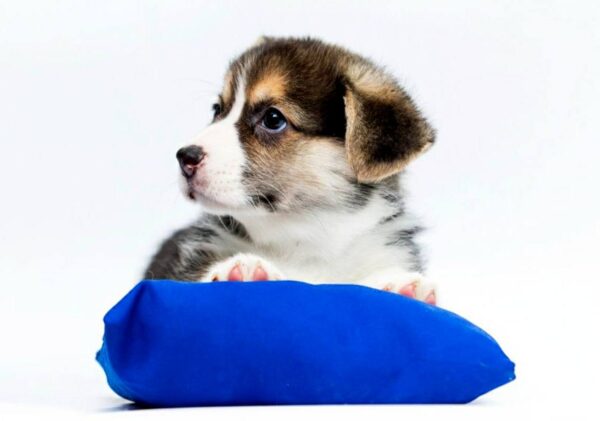 Paul Welsh Corgi Paul Welsh Corgi