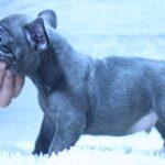 Percy-male-French-Bulldog-puppy-for-sale-1