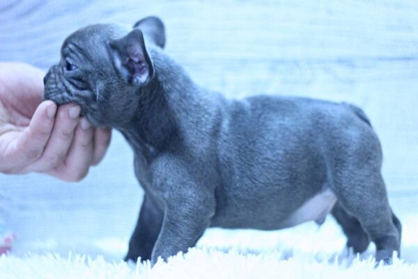 Percy French Bulldog Percy French Bulldog