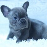 Percy-male-French-Bulldog-puppy-for-sale-2