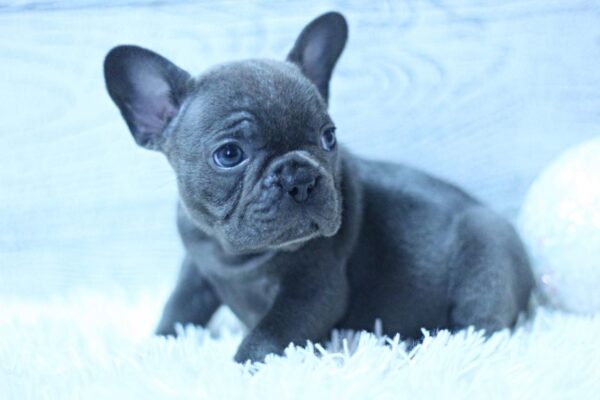 Percy French Bulldog Percy French Bulldog