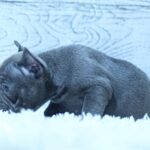 Percy-male-French-Bulldog-puppy-for-sale-3
