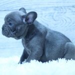 Percy-male-French-Bulldog-puppy-for-sale-4