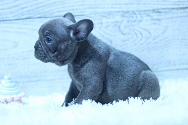 Percy French Bulldog Percy French Bulldog