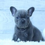 Percy-male-French-Bulldog-puppy-for-sale-5