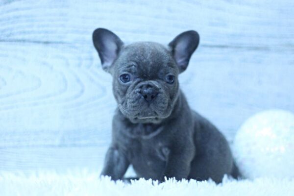 Percy French Bulldog Percy French Bulldog