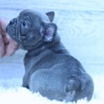 Percy-male-French-Bulldog-puppy-for-sale-6