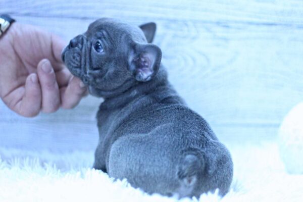 Percy French Bulldog Percy French Bulldog