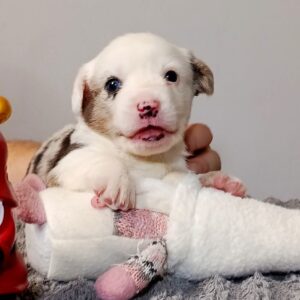 Peter Welsh Corgi Peter Welsh Corgi